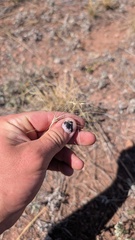Elymus elymoides, photograph author not stated, no rights reserved