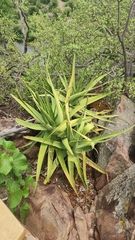 Aloe spicata