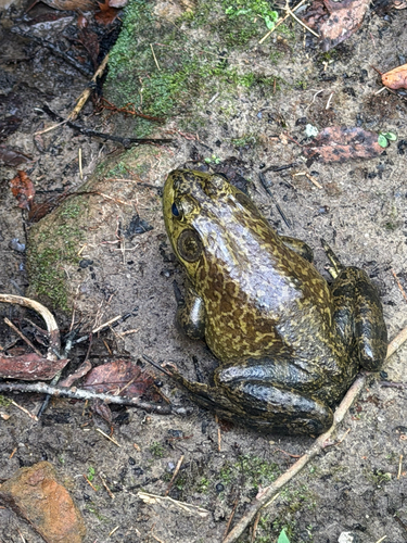 American Bullfrog
