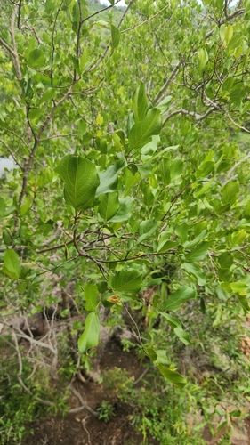 Combretum apiculatum, photograph 5