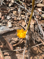 author not stated, no rights reserved Calochortus monophyllus, photograph author not stated, no rights reserved