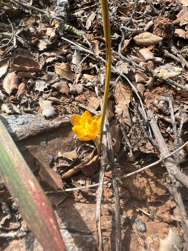 Calochortus monophyllus, photograph 3