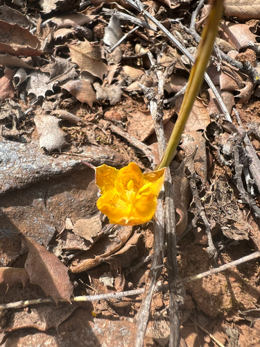 Calochortus monophyllus, photograph 2
