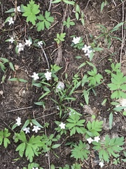 Claytonia lanceolata