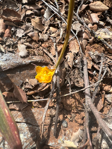 Calochortus monophyllus, photograph 1