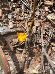 Calochortus monophyllus