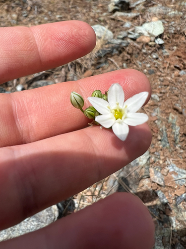 Triteleia hyacinthina, photograph 3