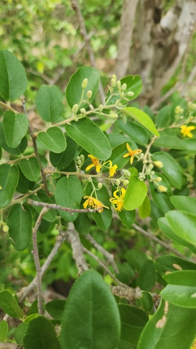 Grewia bicolor, photograph 5