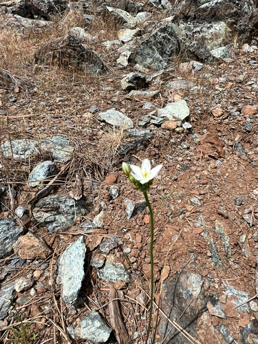 Triteleia hyacinthina, photograph 6