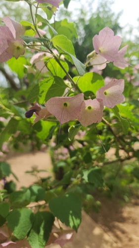 Karomia speciosa, photograph 6