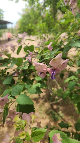 Karomia speciosa, photograph 5