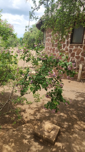 Karomia speciosa, photograph 4