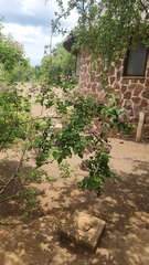 Karomia speciosa, photograph (c) Patrick Jackson, some rights reserved (CC BY)