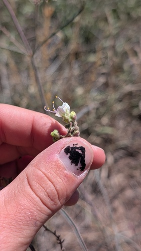 Mirabilis linearis, photograph 2