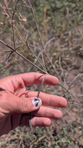 Mirabilis linearis, photograph 3