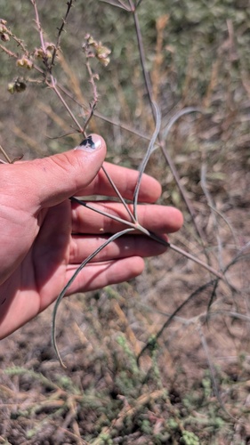 Mirabilis linearis, photograph 4