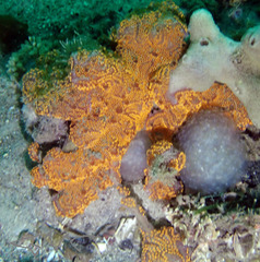 Botrylloides leachii