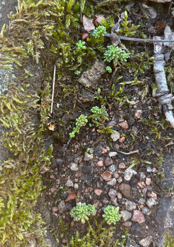 Sedum annuum