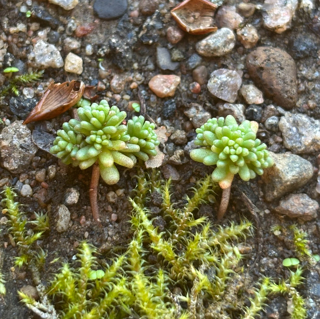 Sedum annuum; photograph (c) Andreas Schneider, some rights reserved (CC BY)