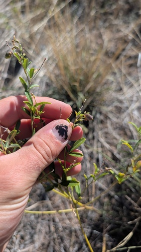Pediomelum tenuiflorum, photograph 1