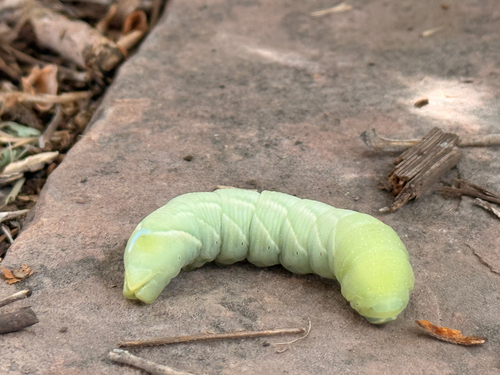 Great Ash Sphinx