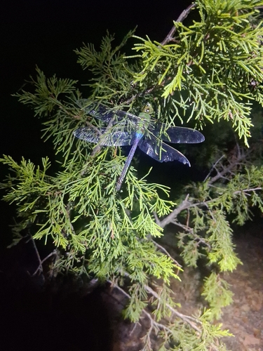 Common Green Darner