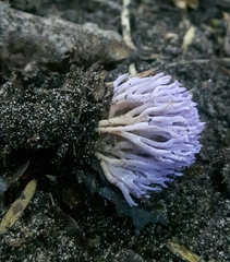 Ramariopsis pulchella