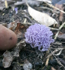 Ramariopsis pulchella