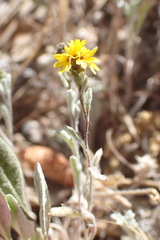 Lessingia tenuis