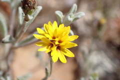 Lessingia tenuis