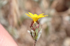 Lessingia tenuis