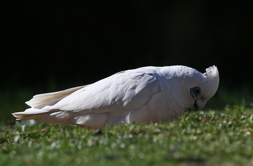 Little Corella
