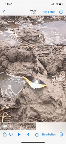 Cream-bordered Charaxes