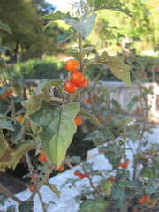 Sandhill nightshade (Solanum arenarium)