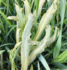 Puccinia sii-falcariae