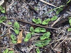 Chiloglottis diphylla