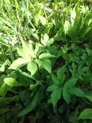 Aegopodium podagraria