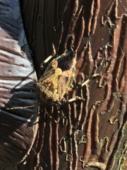 Eocanthecona concinna