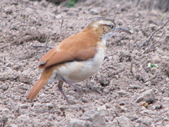 Furnarius leucopus cinnamomeus