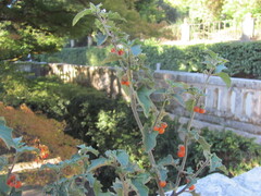 Solanum villosum, photograph (c) zebedeugalinha, some rights reserved (CC BY)
