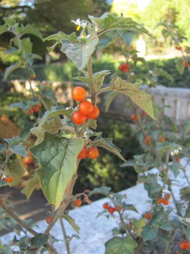 Solanum villosum, photograph 3