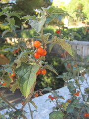 Solanum villosum, photograph (c) zebedeugalinha, some rights reserved (CC BY)