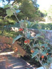 Solanum villosum, photograph (c) zebedeugalinha, some rights reserved (CC BY)