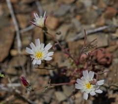 Malacothrix floccifera