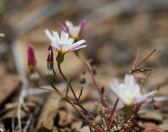 Malacothrix floccifera