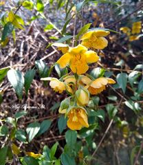 Philadelphus mexicanus