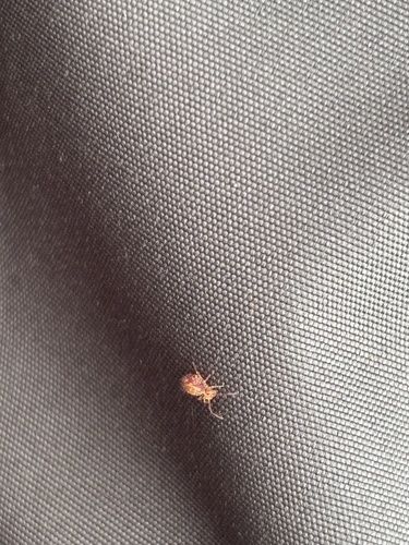 Ptenothrix delongi