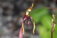 Chiloglottis diphylla