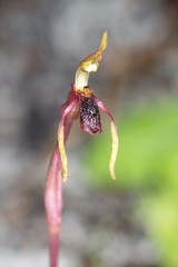 Chiloglottis diphylla