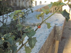 Solanum villosum, photograph (c) zebedeugalinha, some rights reserved (CC BY)